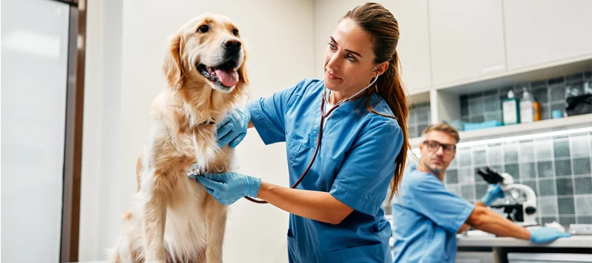 North Carolina Veterinarians License Defense Lawyer-image
