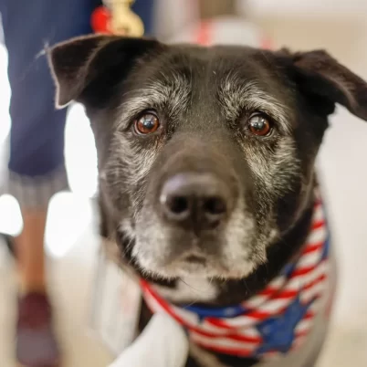 Professional License Tips for Veterinarians in North Carolina