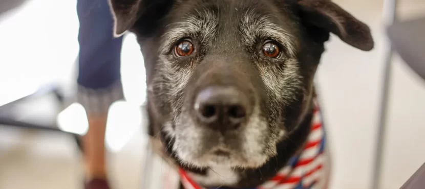 Professional License Tips for Veterinarians in North Carolina