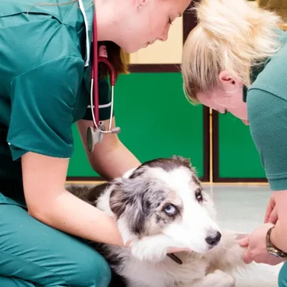 How to Defend Your Veterinary License and Rebuild Your Reputation in North Carolina After a Complaint?